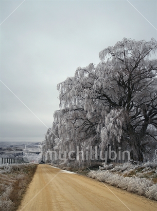 Weeping willow trees dripping with hoarfrost along a rural gravel road.