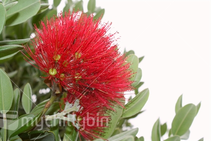 Native new Zealand Christmas tree, the bright red flower of a pohutukawa.
