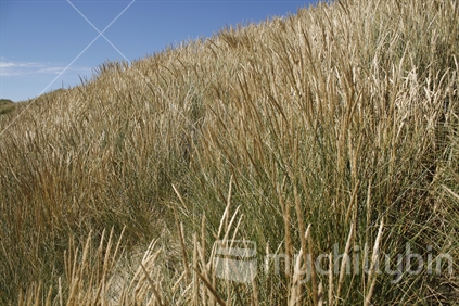Sand dunes covered with seeding marram grass.