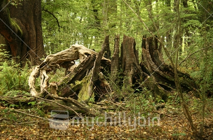 Rotting base of a large tree amongst rejuvenating plants, on the floor of a native Beech forest, 