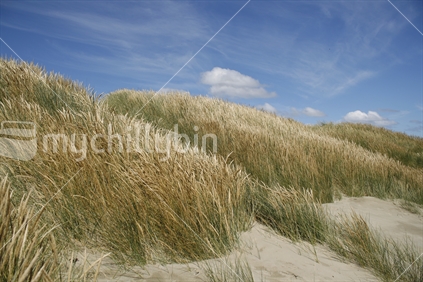 Textures of marram grass blowing in the wind at Oreti Beach, Southland.
