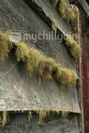 Lichen clinging to old weathered wooden weatherboards.