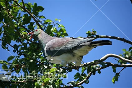A large adult Kereru or native wood pigeon, feeding on small ripe plums.
