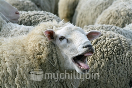 Closeup of Perendale sheep, mouth wide open.