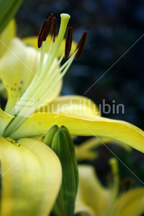Closeup of a Christmas lily and bud combination