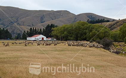 Typical farm barn with a mob of merino sheep moving across their holding paddock in the foreground, Central Otago.