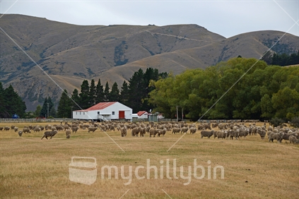 Typical farm barn with a mob of merino sheep moving across their holding paddock in the foreground, Central Otago.