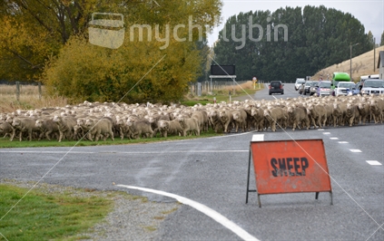Moving a mob of sheep on a main highway, causing traffic delays.