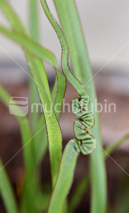 Closeup of twists and gathers of a misshapen leaf on a flax. (raised ISO)