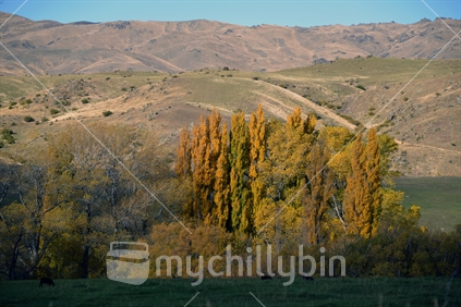 Rolling Central Otago farmland with bright autumn trees in the foreground.