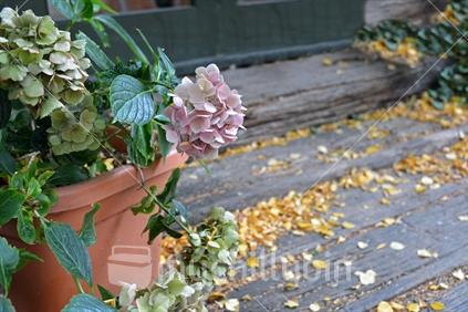 A potted hydrangea at the door, with autumn leaves gathered in the grooves of wooden steps.