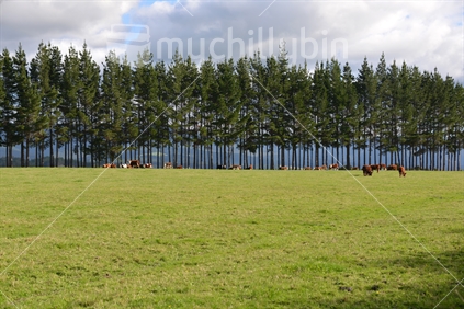 Hereford cattle grazing, with a tall stand of pruned clearwood pine trees as windbreak. 