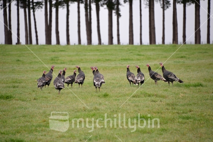 A flock of turkeys grazing lush green farmland.