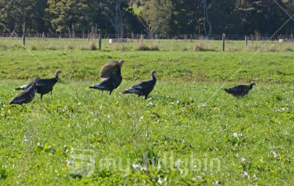 Turkeys grazing on lush green pasture.