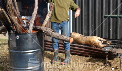 A male kiwi man with redband gumboots feeds manuka sticks into a 44 gallon drum to create charcoal embers, used for spit roasting a sheep, seen in the background.