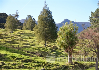 Sunlight highlights foliage of mature native kahikatea and cabbage trees on the hillside of green farm pasture.