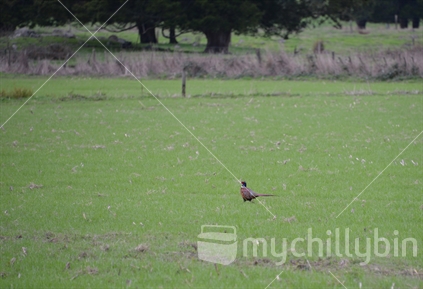 An adult male pheasant runs off across green grass, into the distance,