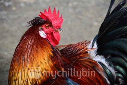 Beautiful bright feathers on a wild free range rooster.