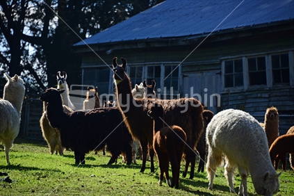 A herd of Lama enjoying warm sunlight.
