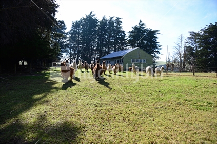 Curiousity brings a herd of Lama across a sun drenched paddock.