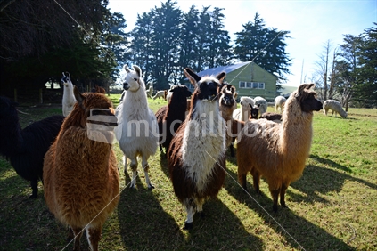 Mature adult Lama warming their backs in the sunshine.