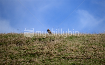 A large adult harrier hawk keeping watch over his territory on top of a hill.