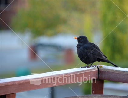 A male blackbird surveying his territory from the wooden rails of our deck.