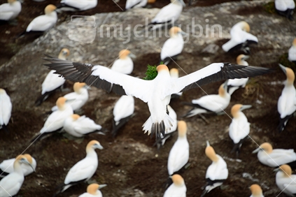 A gannet comes in to land over  a flock of gannets guarding their nests to preventing pilfering (bird holding small bunch of foliage in beak)