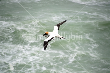 Home making.  Nesting material held in its beak, a gannet flys to its nest, over breaking waves.