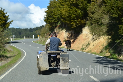Driving a cow along the main highway on his quad bike, headphones on.