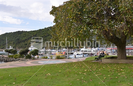 A photographer sits in the shade of a tree by the Marina at Picton.