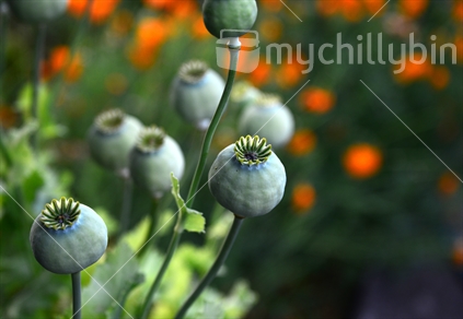Bright green seed pods of poppies, growing in a domestic garden.  Orange escolzia flower in the background.(raised ISO)