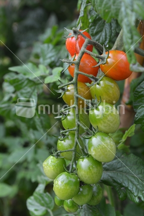 A beautiful truss of fresh ripening cherry tomatoes.