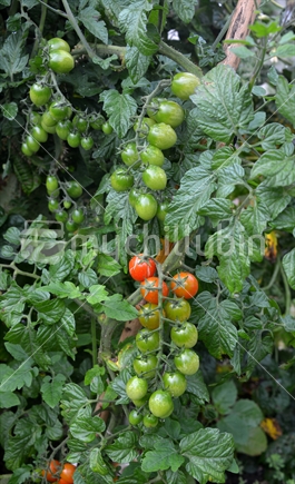 A beautiful truss of fresh ripening cherry tomatoes.