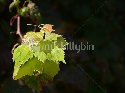 New growth on the tip of a grapevine, with leaf shadows. 