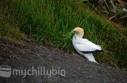 An adult gannet gathering grass from a nearby bank, to line its nest.
