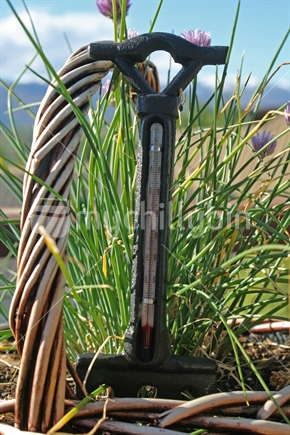 A thermometer in the form of a miniature garden fork,  standing in a basket of chives, reading a warm 32 degrees Celcius.