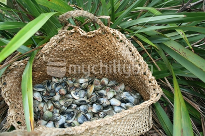 A kete or maori basket of fresh pipi and cockles, New Zealand