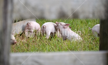 A small piglet, seemingly singing or calling to its litter mates or mother.