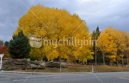Golden accents of autumn silver birch trees, line the entrance to Alexandra Golf Club