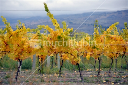 Bright yellow leaves of autumn in a vineyard in Central Otago.