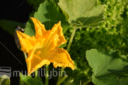 Detail of a courgette flower, captured by sunshine.