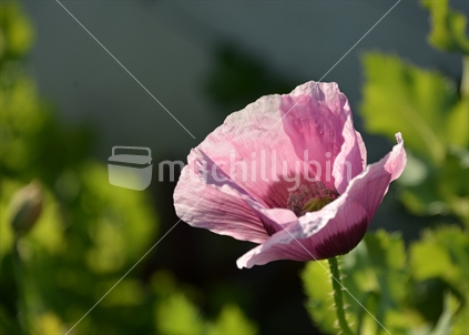 Delicate detail of a poppy, captured in early morning sunlight.