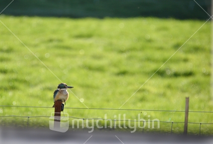 A kingfisher balances on the fence post of a paddock, its amputated leg stump dangling.