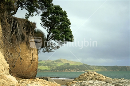 A cliff eroded by Pohutukawa roots exposing a sheer cliff and limestone rocks on the Hokianga Harbour in Northland, New Zealand