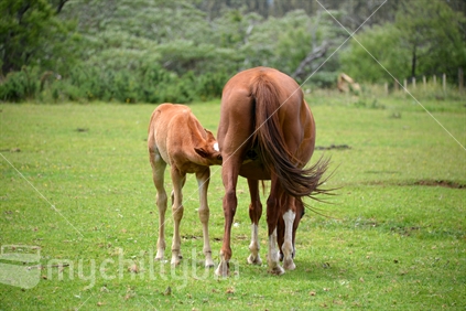 A young foal taking nourishment from its mother while she casually grazes.