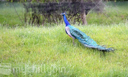A beautiful male peacock, with full tail, walking across a grass paddock (raised ISO)
