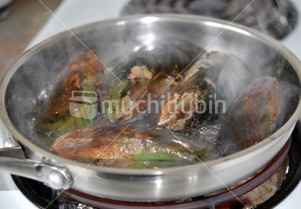 Green lipped mussels boiling in a pot. 