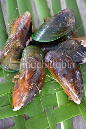 Large fresh green lipped mussels.