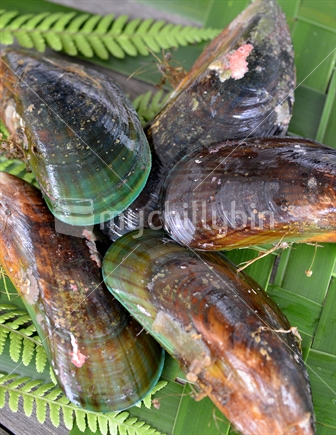 Large fresh green lipped mussels.